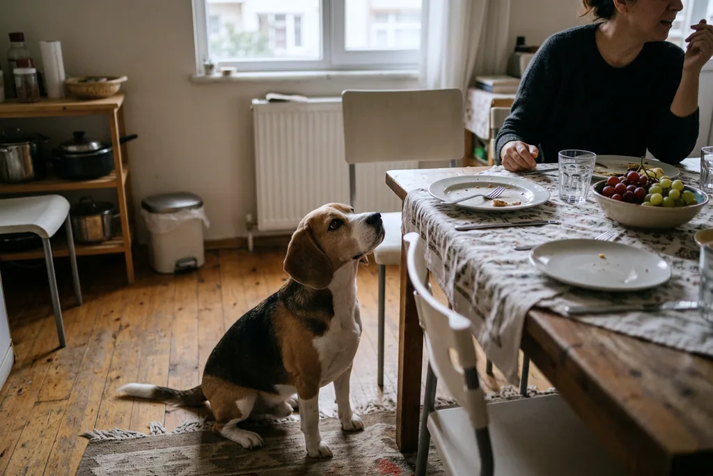 Yemek masasının yanında oturup yukarı bakan köpek